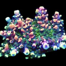 WYSIWYG 14G Pink Cadillac Acropora XL