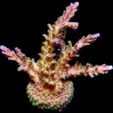 WYSIWYG 22D Acropora Natalensis Frag Extra Large
