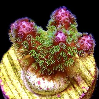 WYSIWYG 11F Amethyst Gem Pocillopora Frag