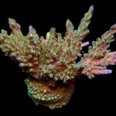 WYSIWYG L2 Acropora Natalensis 80mm Colony
