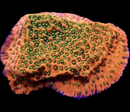 WYSIWYG 15A Tropic Thunder Montipora Frag