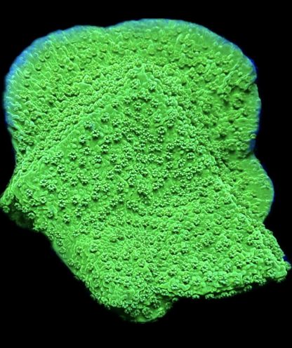 WYSIWYG 19C M.O.C. Green Goblin Montipora Frag Large
