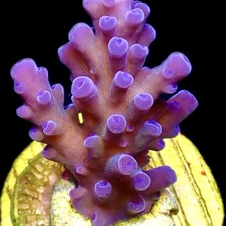 WYSIWYG 29D Oregon Blue Tort Acropora Frag