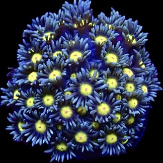 Caribbean Sunrise Goniopora Frag (20+ Polyps)
