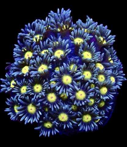 Caribbean Sunrise Goniopora Frag (20+ Polyps)