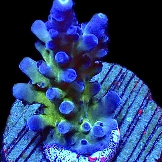 WYSIWYG 18D Electric Miyagi Tort Acropora Frag