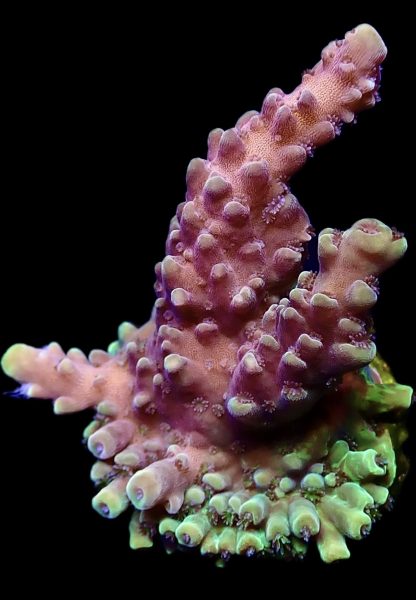 WYSIWYG 20E Pink Cadillac Acropora - Image 2