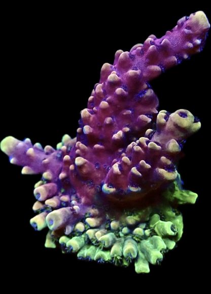 WYSIWYG 20E Pink Cadillac Acropora