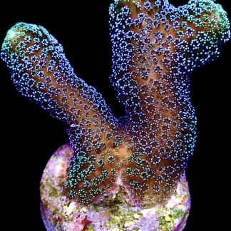 WYSIWYG 22K Purple & Green Polyped Stylophora Frag