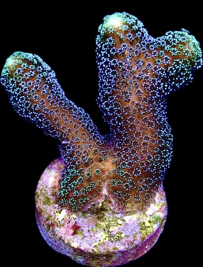 WYSIWYG 22K Purple & Green Polyped Stylophora Frag