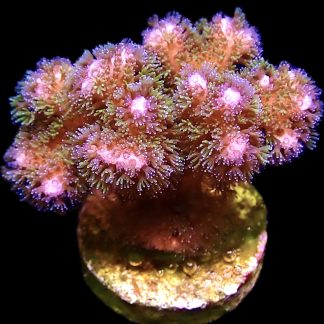 WYSIWYG 12i M.O.C Amethyst Gem Pocillopora Frag