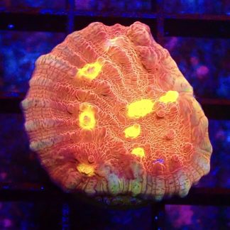 WYSIWYG 32D Iron Man Chalice Frag