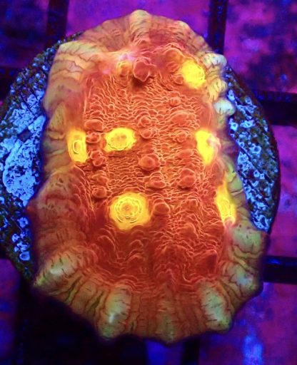 WYSIWYG 32E Iron Man Chalice Frag
