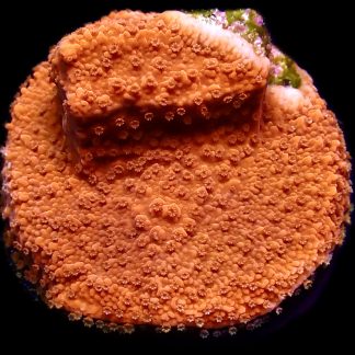WYSIWYG 11D M.O.C. Sherbet Fizz Montipora Frag