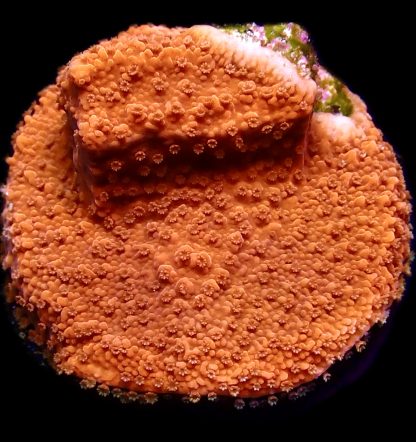 WYSIWYG 11D M.O.C. Sherbet Fizz Montipora Frag