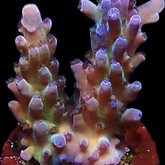 WYSIWYG 18G Miyagi Tort Acropora Frag