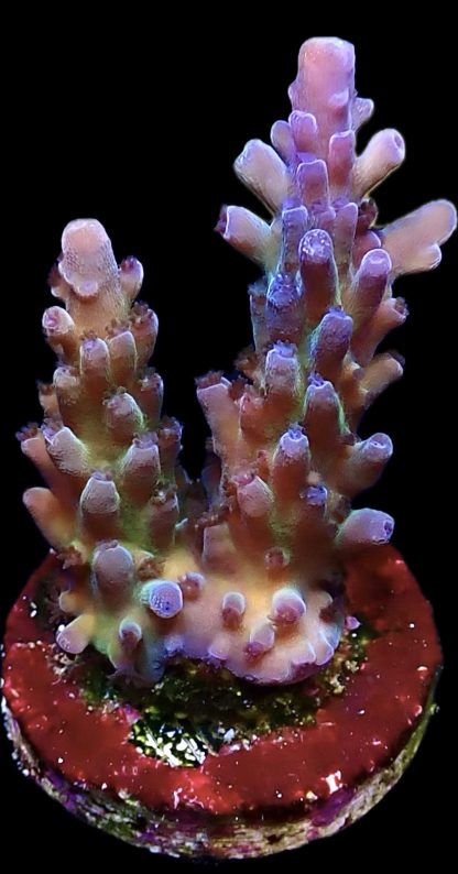 WYSIWYG 18G Miyagi Tort Acropora Frag