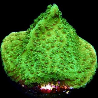WYSIWYG 7K M.O.C. Green Goblin Montipora Frag