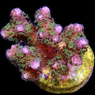 WYSIWYG 21C M.O.C Amethyst Gem Pocillopora Frag
