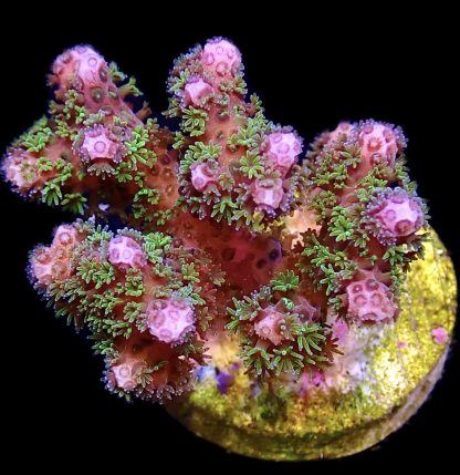 WYSIWYG 21C M.O.C Amethyst Gem Pocillopora Frag