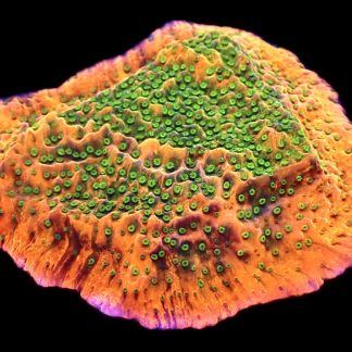 WYSIWYG 17B Tropic Thunder Montipora Frag Large