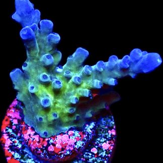 WYSIWYG 16F Miyagi Tort Acropora Frag