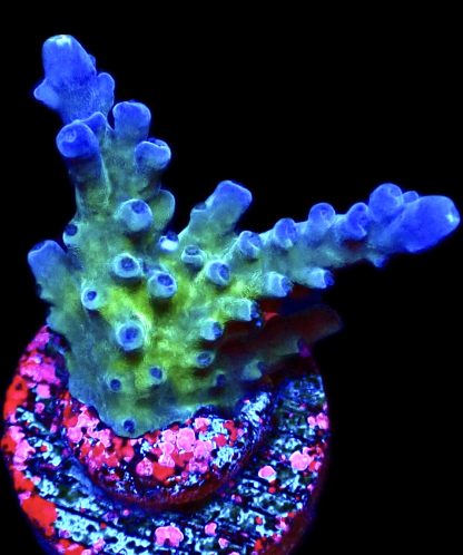 WYSIWYG 16F Miyagi Tort Acropora Frag