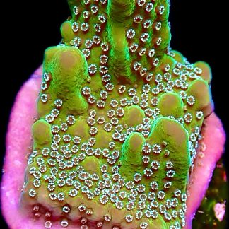 WYSIWYG 17E Montipora Undata Frag