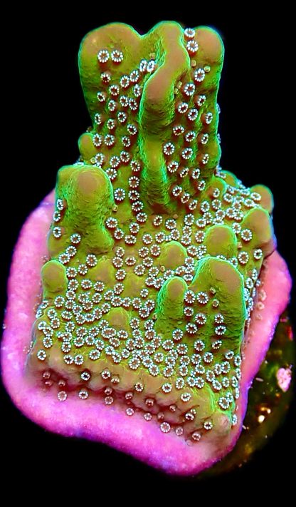 WYSIWYG 17E Montipora Undata Frag