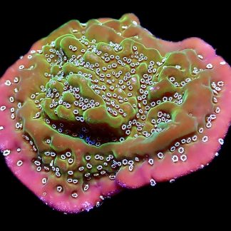 WYSIWYG 7D Montipora Undata Frag