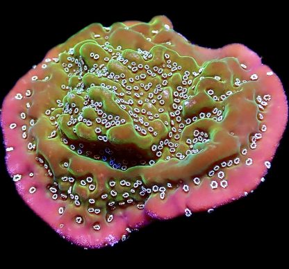WYSIWYG 7D Montipora Undata Frag