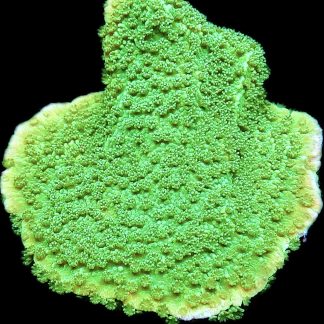 WYSIWYG 10C M.O.C. Green Goblin Montipora Frag Large