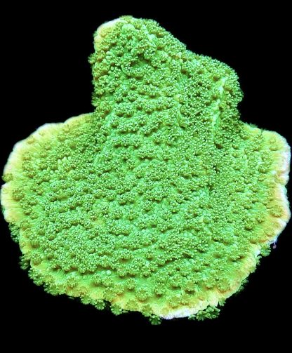 WYSIWYG 10C M.O.C. Green Goblin Montipora Frag Large