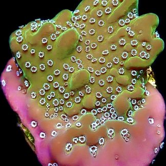 WYSIWYG 9A Montipora Undata Frag