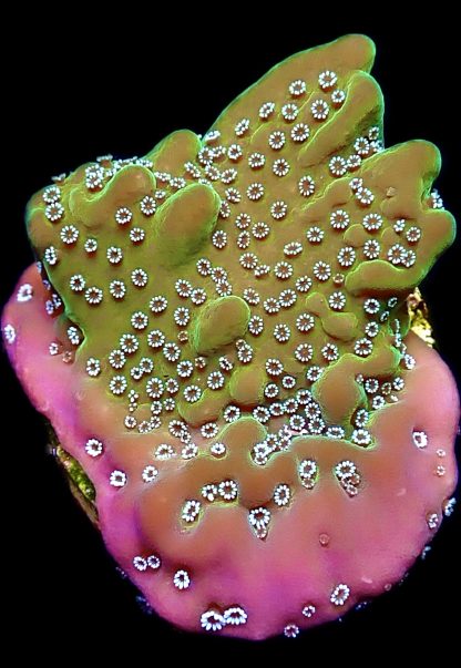 WYSIWYG 9A Montipora Undata Frag