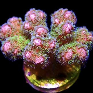 WYSIWYG 11F Amethyst Gem Pocillopora Frag Extra Large