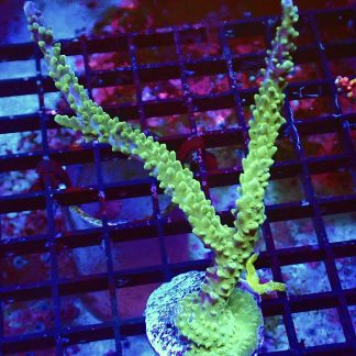 WYSIWYG R2 Purple Tip Staghorn Acropora Colony Large