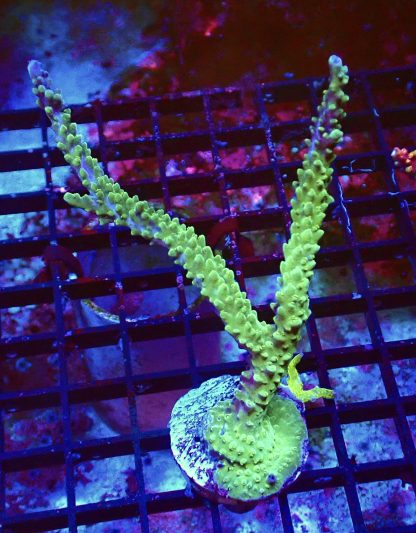 WYSIWYG R2 Purple Tip Staghorn Acropora Colony Large