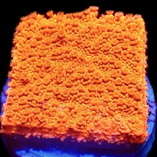 WYSIWYG M17 Sherbet Fizz Montipora Frag