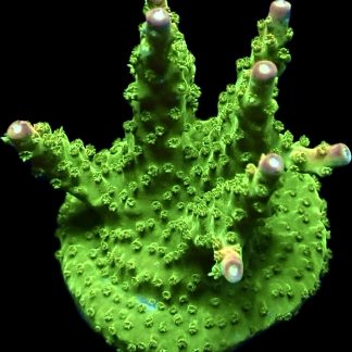 WYSIWYG 11K Rainbow Loom Acropora - Large Frag