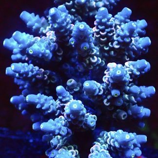 WYSIWYG L2  Rainbow Acropora Tenius Colony 1