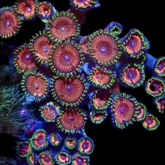 Pink Panther Palythoa( 4-5 Polyps )