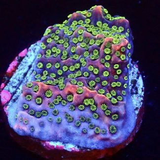 WYSIWYG 24A Tropic Thunder Montipora Frag