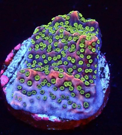 WYSIWYG 24A Tropic Thunder Montipora Frag