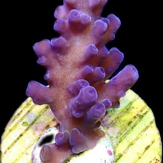 WYSIWYG 12E Oregon Blue Tort Acropora Frag