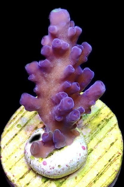 WYSIWYG 12E Oregon Blue Tort Acropora Frag