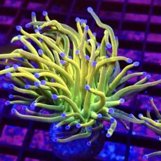 WYSIWYG Rainbow Grail Torch Euphyllia 8