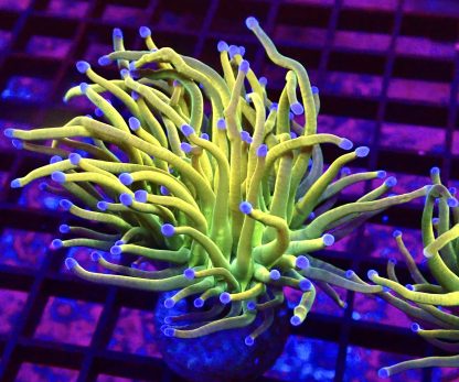 WYSIWYG Rainbow Grail Torch Euphyllia  T1