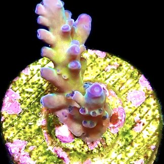 WYSIWYG 18F Miyagi Tort Acropora Frag