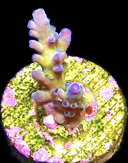 WYSIWYG 18F Miyagi Tort Acropora Frag